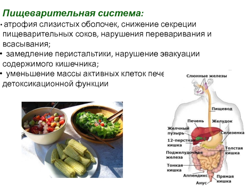 Как уменьшить кишечник