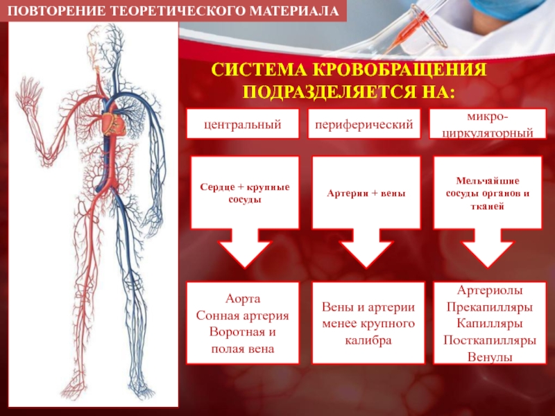 Заболевания артерий вен. Периферические артерии. Заболевания периферических артерий. Периферический сосуд крупный. Заболевания периферических вен.