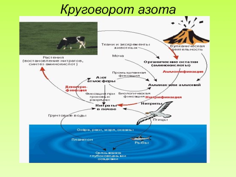 Презентация по теме круговорот азота в природе