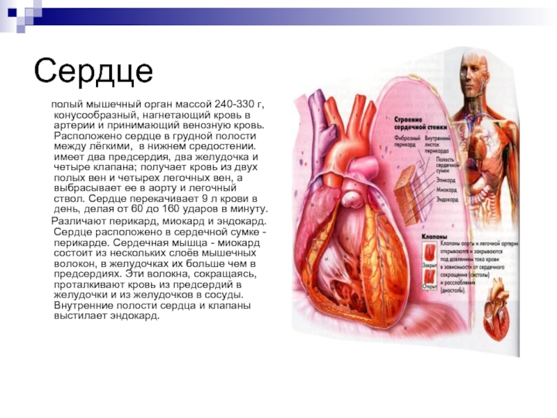Сердце   полый мышечный орган массой 240-330 г, конусообразный, нагнетающий кровь в артерии и принимающий венозную