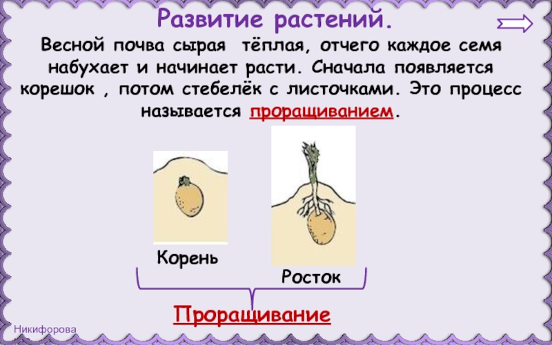 Тест размножение и развитие растений 3. Сначала появляется корешок. Появление Корешков. Зародившейся корешок стебелёк и. Вырасти сначала.