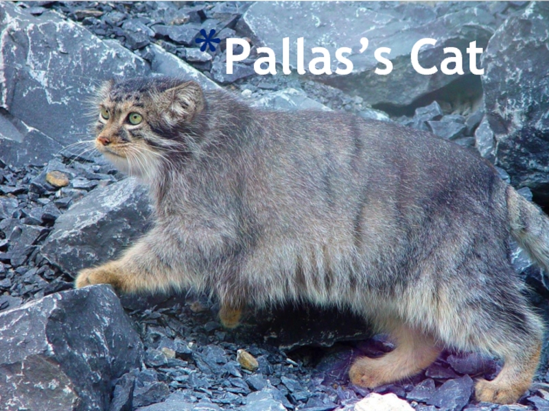 Презентация Pallas’s Cat