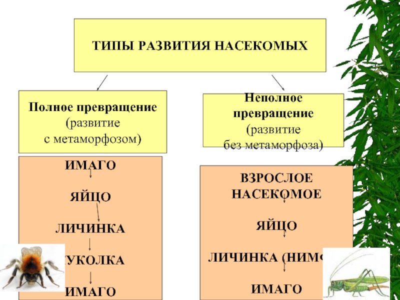 Стадии развития насекомых с неполным превращением