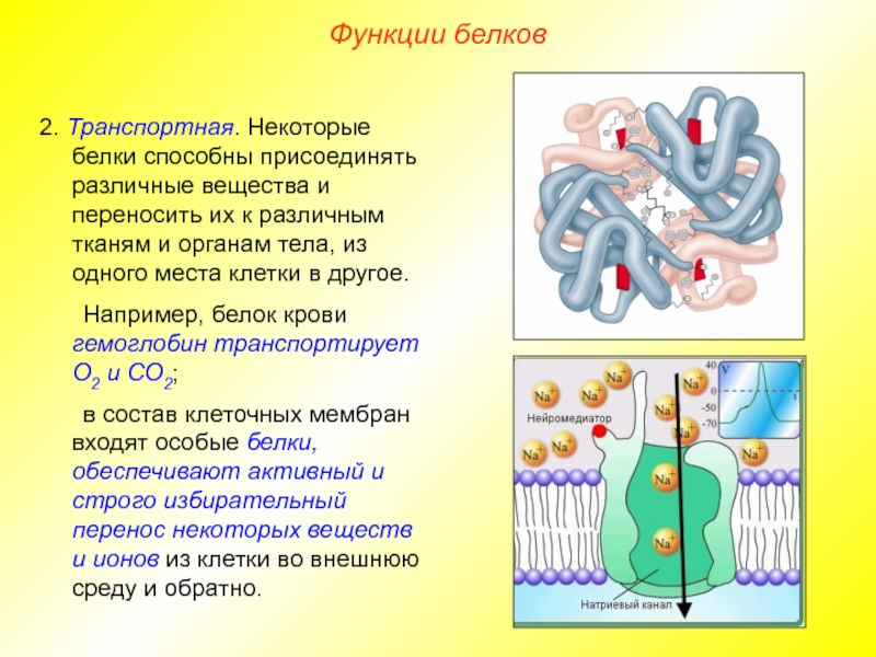 Роль белков в воде. Функции белков. Свойства и функции белков.