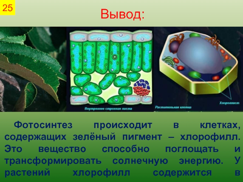 В растении хлорофилл содержится в. Фото интез происходит в. Фото Синтэз происходит в... Фотосинтез происходит в. Хлорофилл фотосинтез.