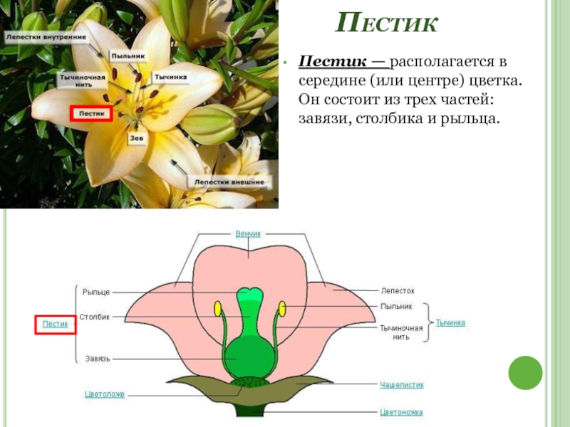 ПестикПестик — располагается в середине (или центре) цветка. Он состоит из трех частей: завязи, столбика и рыльца.