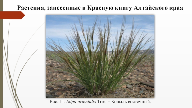 Семейство Злаковые ( Роасеае Barnh.) Рис. 11. Stipa orientalis Trin. – Ковыль восточный. Рис. 11. Stipa orientalis Trin. – Ковыль восточный.