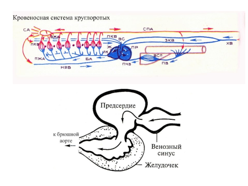 ЗООЛОГИЯ ПОЗВОНОЧНЫХ