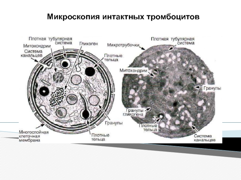 Гранулы тромбоцитов содержат. Гиаломер тромбоцита. Грануломер тромбоцита. Тромбоциты микроскопия. Тромбоцит микроскопич.