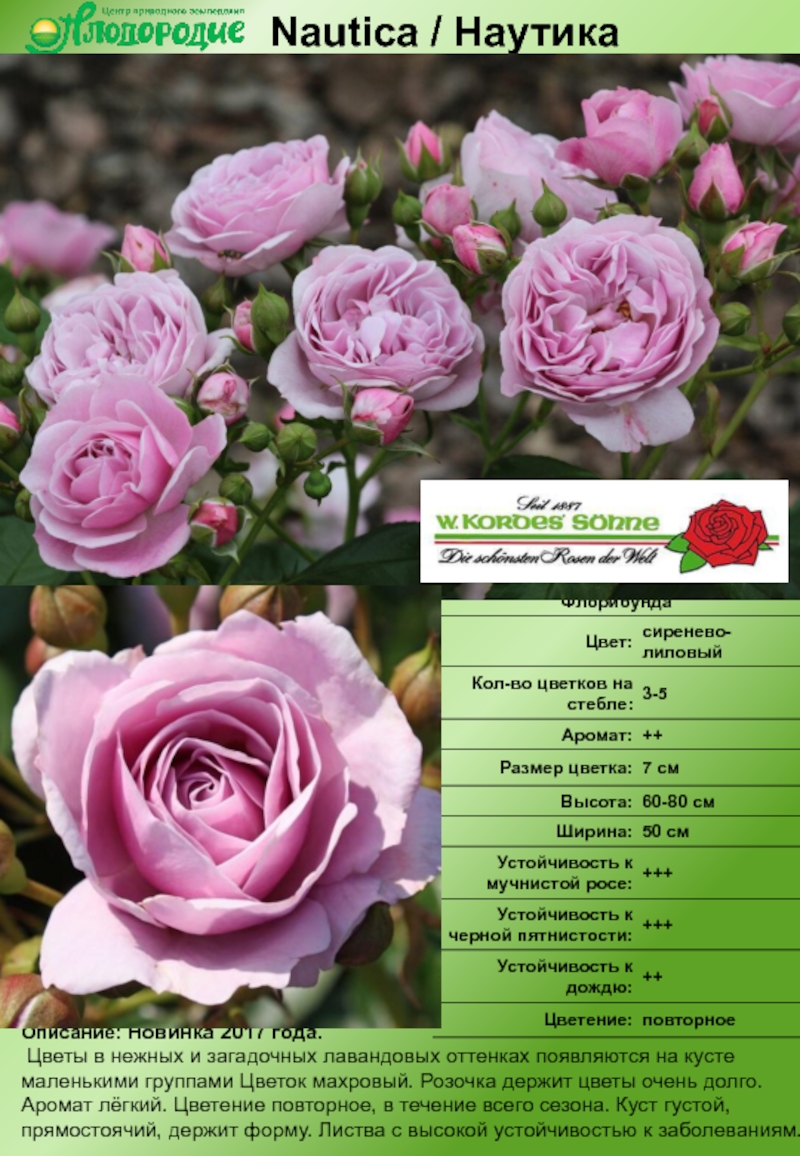 Роза кордес юбилей фото и описание