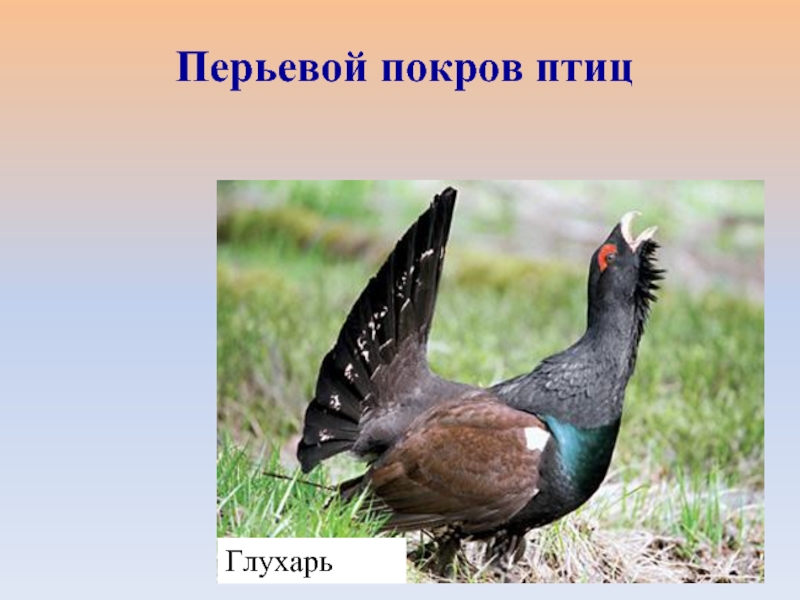 ГлухарьПерьевой покров птиц