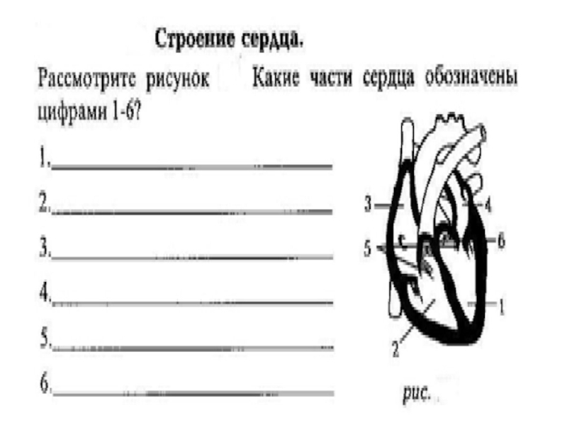 Назовите структуры сердца обозначенные на рисунке цифрами 1 2 объясните