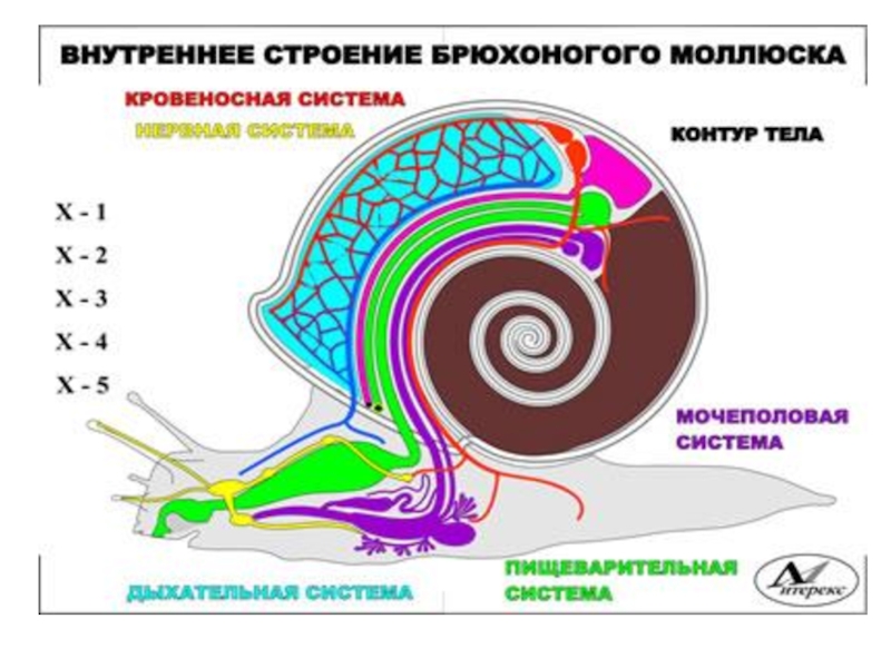 Внешнее строение брюхоногих