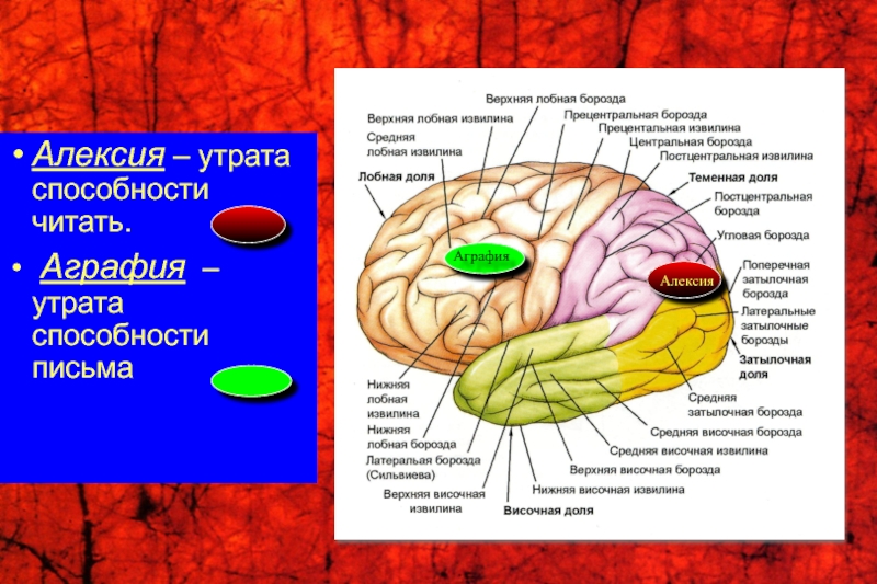 Аграфия. Прецентральная извилина фу. Борозды и извилины лобной доли. Алексия и аграфия. Веретенообразная извилина височной доли.