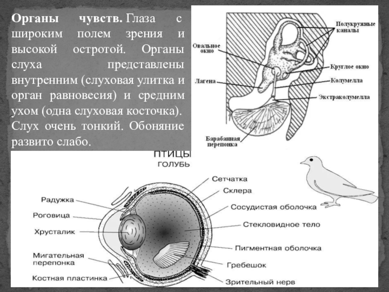 Презентация зрение птиц