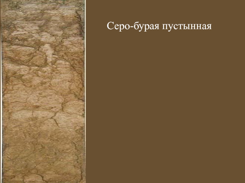 Серо бурые почвы. Серо-бурые пустынные почвы профиль. Серо бурые почвы профиль. Профиль серо бурой пустынной почвы. Почвенный профиль серо бурых пустынных почв.