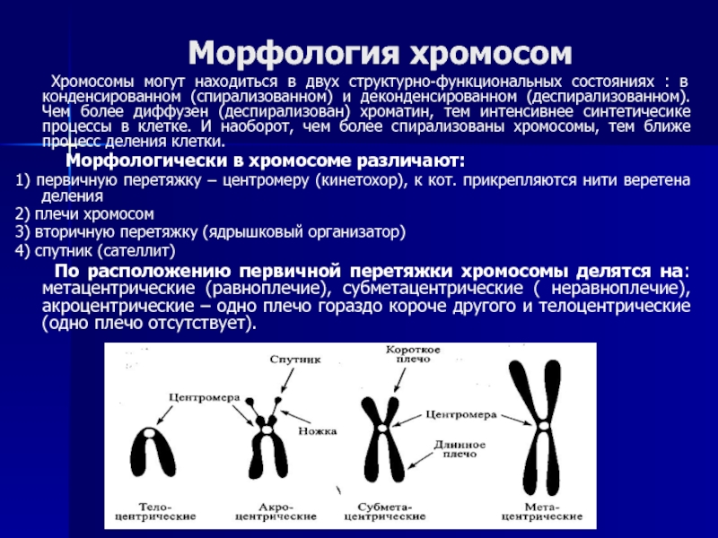 От каких хромосом зависит пол. Морфологическое строение хромосом. Морфологическая классификация хромосом. Строение и классификация хромосом. Морфология и структура хромосом.