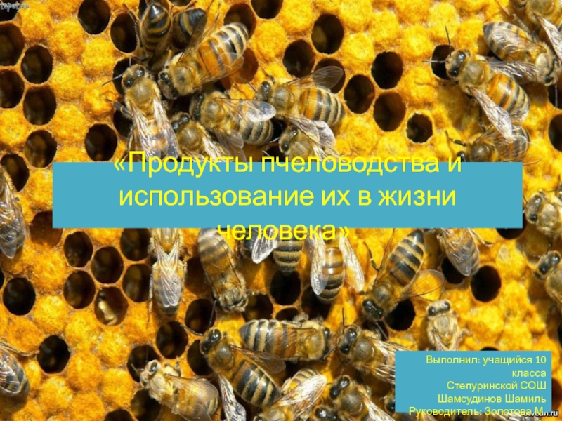 Продукты пчеловодства и использование их в жизни человека