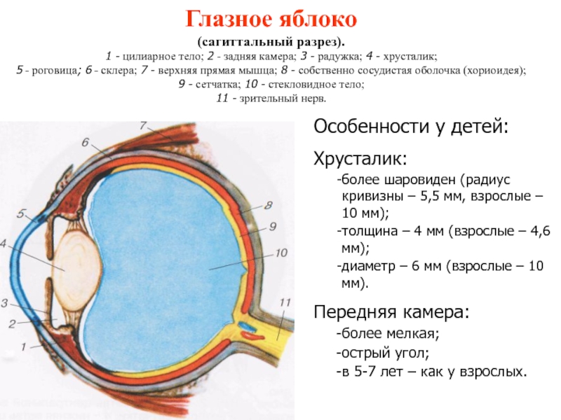 Характеристика оболочки глазного яблока. Горизонтальный разрез глазного яблока анатомия. Введение в офтальмологию клиническая анатомия органа зрения. Сагиттальный срез глазного яблока. Строение глазного яблока человека.