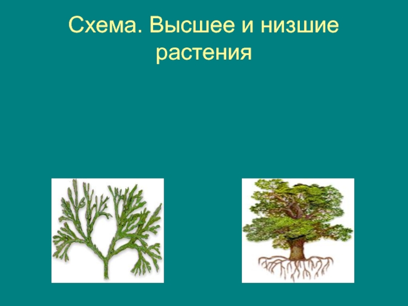 Низшие растения примеры названия. Растения низшие и высшие схема. Низшие растения. Высшие растения схема. Низкие растения.