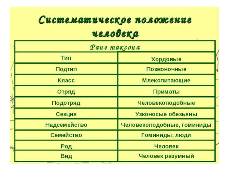 Составить схему положения человека согласно критериям зоологической систематики