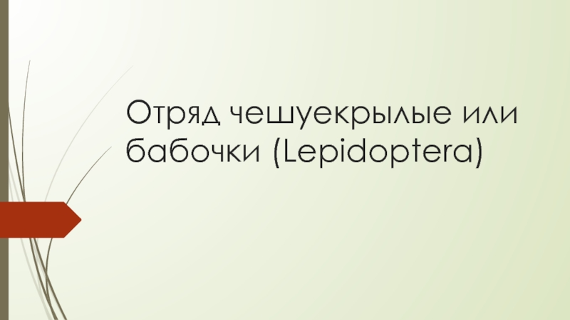 Презентация Отряд чешуекрылые 