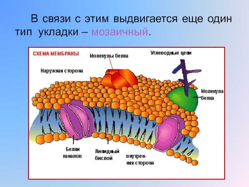 Биохимия мембран. Биологическая мембрана. Строение биологической мембраны рисунок. Жидкостно мозаичная модель Сингера Николсона. Строение мембраны БХ.