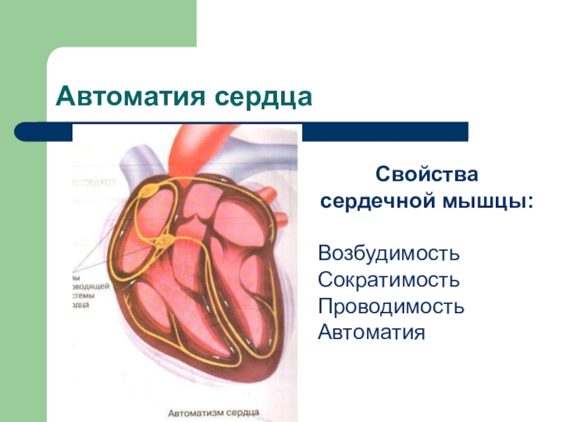 Автоматия это. Автоматия сердца физиология. Автоматизм сердца. Автоматия сердечной мышцы. Система автоматии сердца.