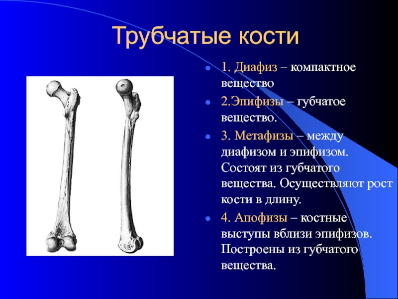 Губчатое вещество кости фото