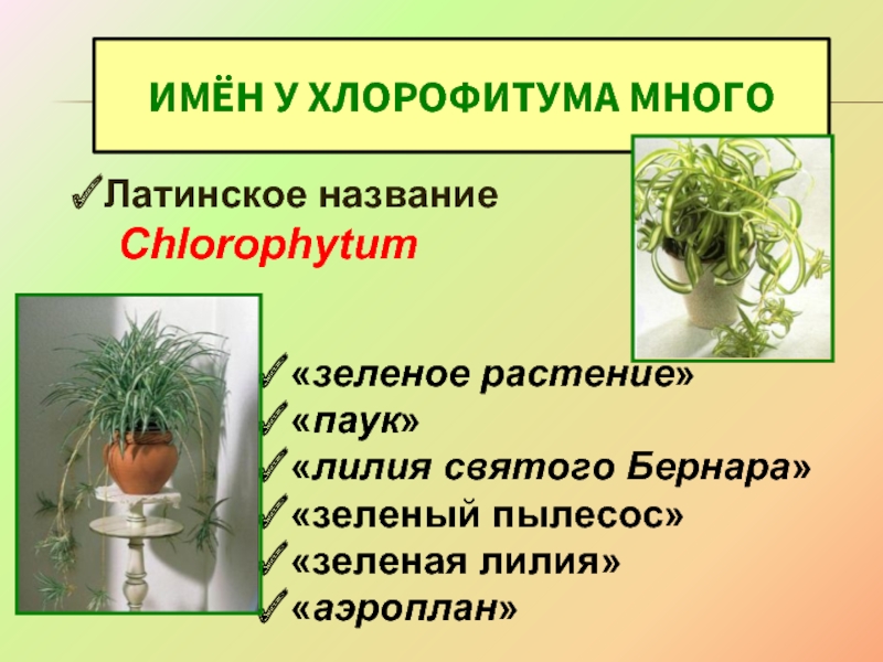 ИМЁН У ХЛОРОФИТУМА МНОГОЛатинское название  Chlorophytum «зеленое растение» «паук»«лилия святого Бернара»«зеленый пылесос»«зеленая лилия»«аэроплан»