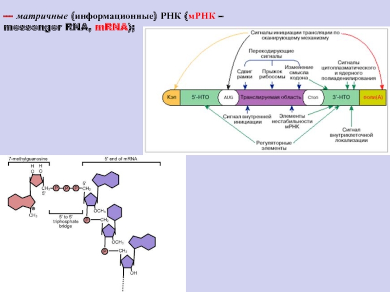 На матрице рнк происходит. Строение матричной РНК биохимия. Информационная ИРНК или матричная МРНК. Структура матричных РНК биохимия. Функции МРНК биохимия.