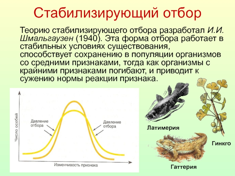 Эволюционное моделирование презентация