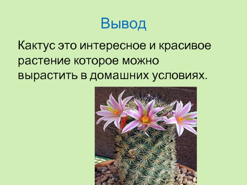 Кактусы презентация для детей