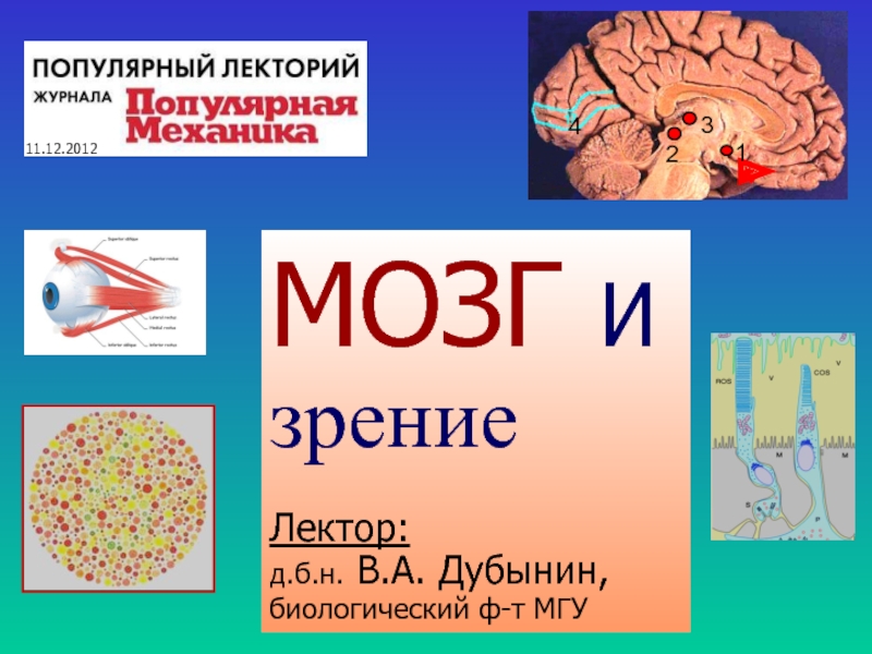 Презентация МОЗГ И зрение
Лектор:
д.б.н. В.А. Дубынин,
биологический ф-т