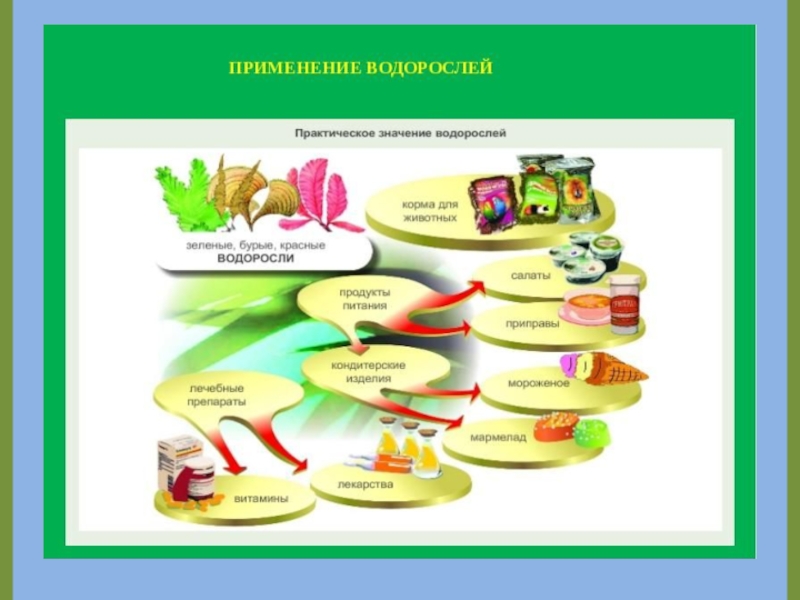 64 закончите схему значение водорослей в природе в жизни человека