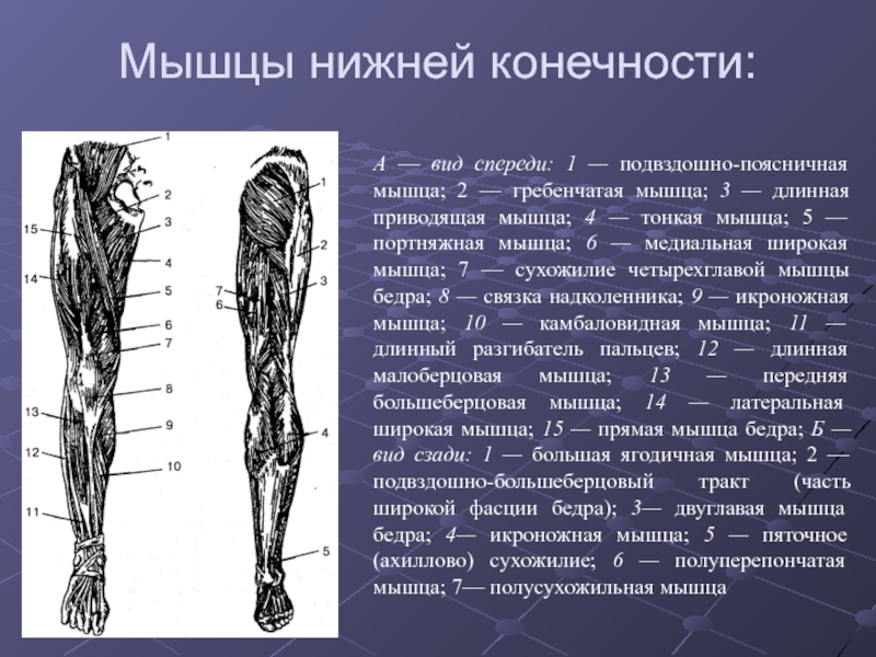 Функция отдела нижних конечностей. Мышцы нижней конечности анатомия спереди. Мышцы нижних конечностей человека анатомия.