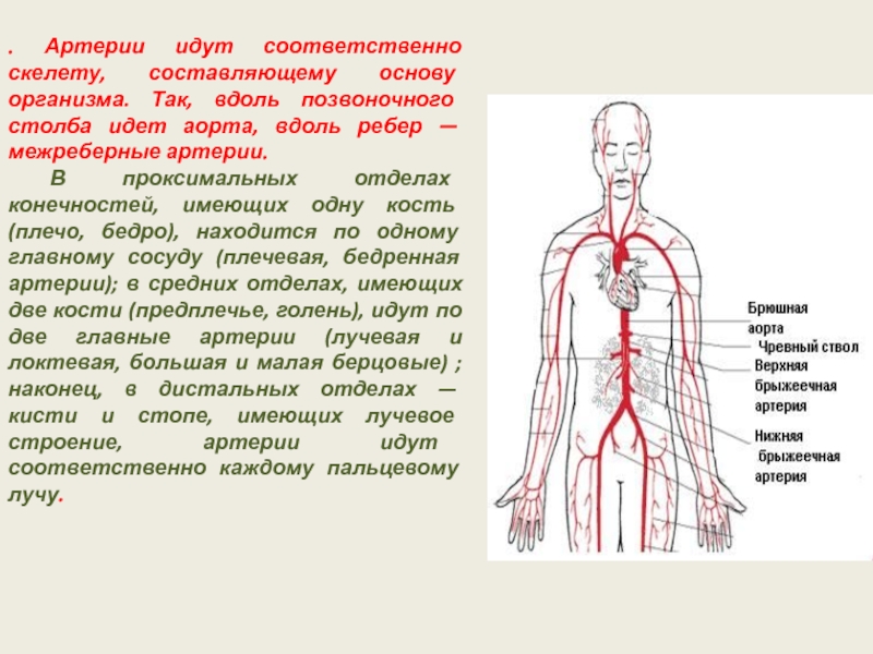 Основные артерии человека схема расположения