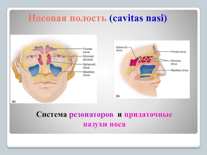 Анатомия носа и околоносовых пазух презентация