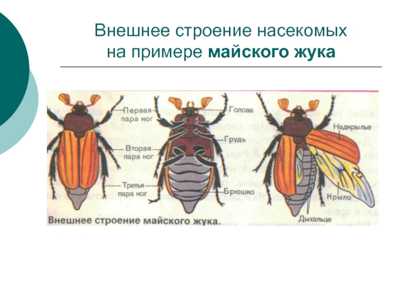 Майский жук части тела схема - 94 фото