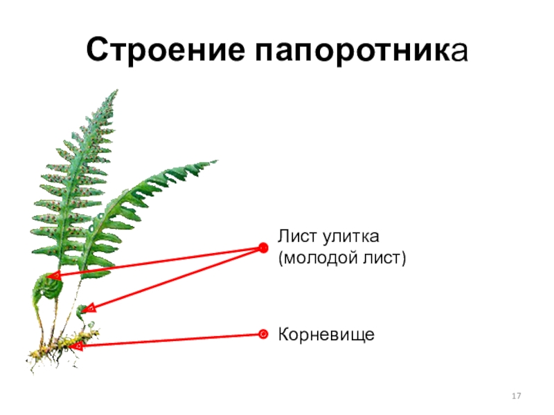 Строение папоротника рисунок с подписями