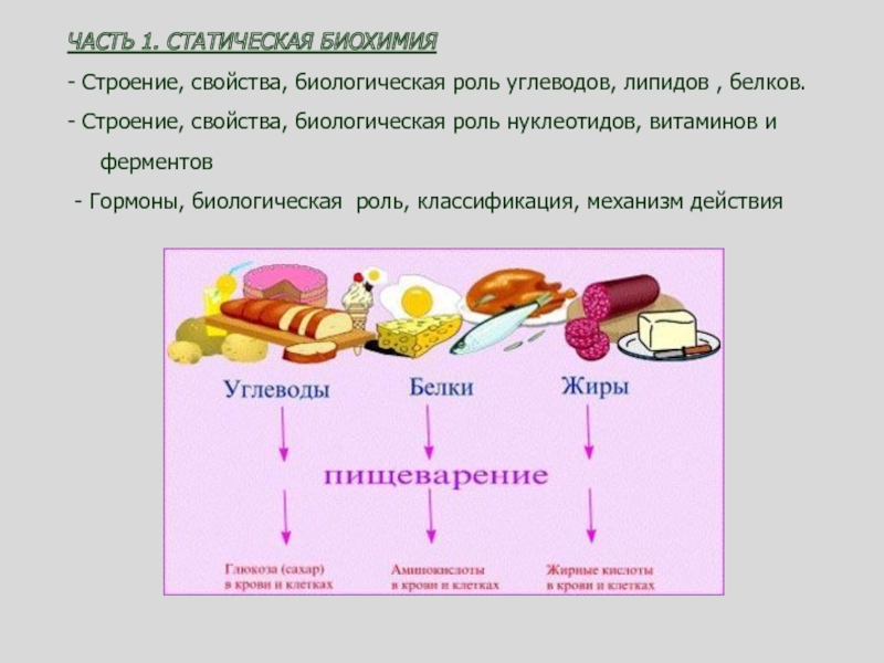 Роль углеводов в животной клетке