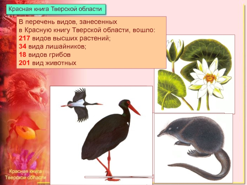Красная книга тверской области животные фото и описание