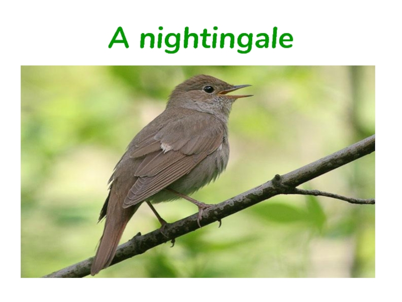 A nightingale