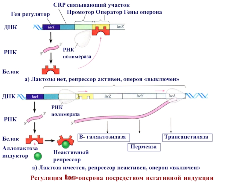 Промотор рнк полимеразы 3. Гены оператор промотор ген. Оперон и репрессор. Регуляция экспрессии генов триптофанового оперона. РНК полимераза оператор структурный ген.