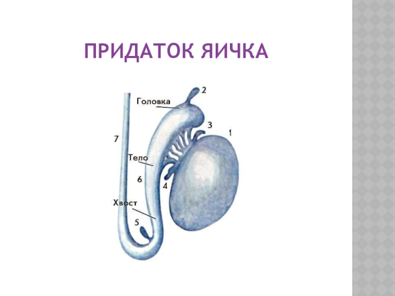 Одно яичко стало. Перекрут гидатиды придатка яичка. Придаток яичка анатомия строение. Яичко строение гидатида.