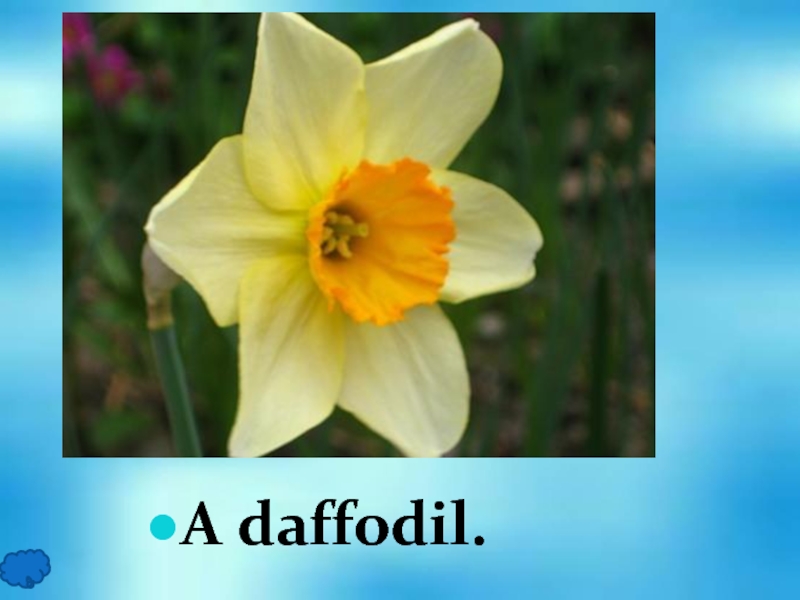 A daffodil.