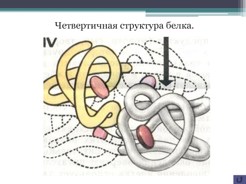 Четвертичная структура белка картинка