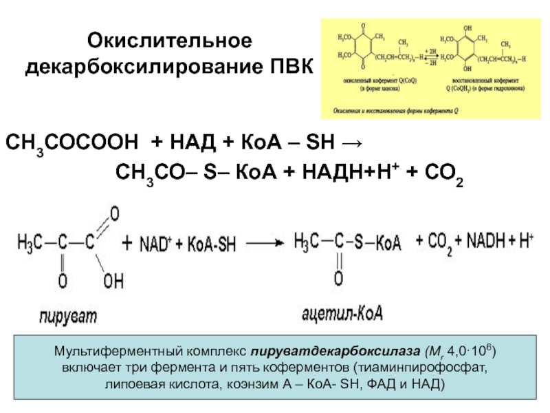 Окислительное декарбоксилирование пирувата схема