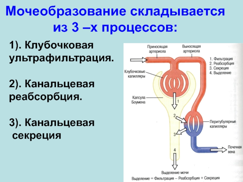 Схема регуляции мочеобразования