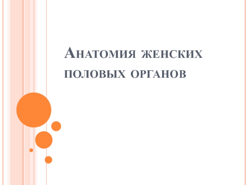 Презентация Анатомия женских половых органов